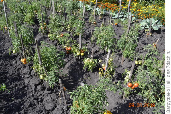 Вот так растут мои помидоры в открытом грунте.