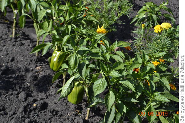Вот так растут перцы.