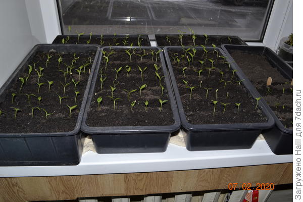 Рассада этого года.