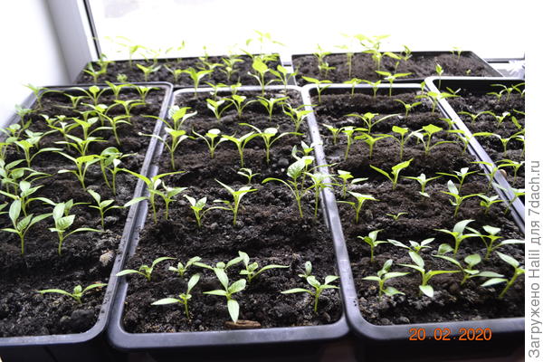 Уже перчики подрасли.