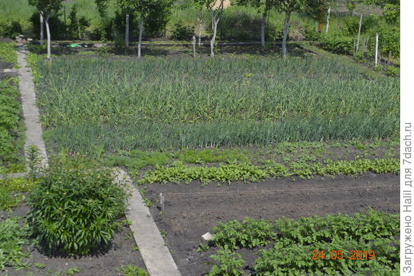 Вот общий вид моего огорода,не применяю химические удобрения.