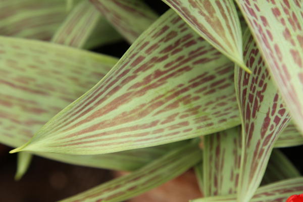 Red Ridding Hood Double