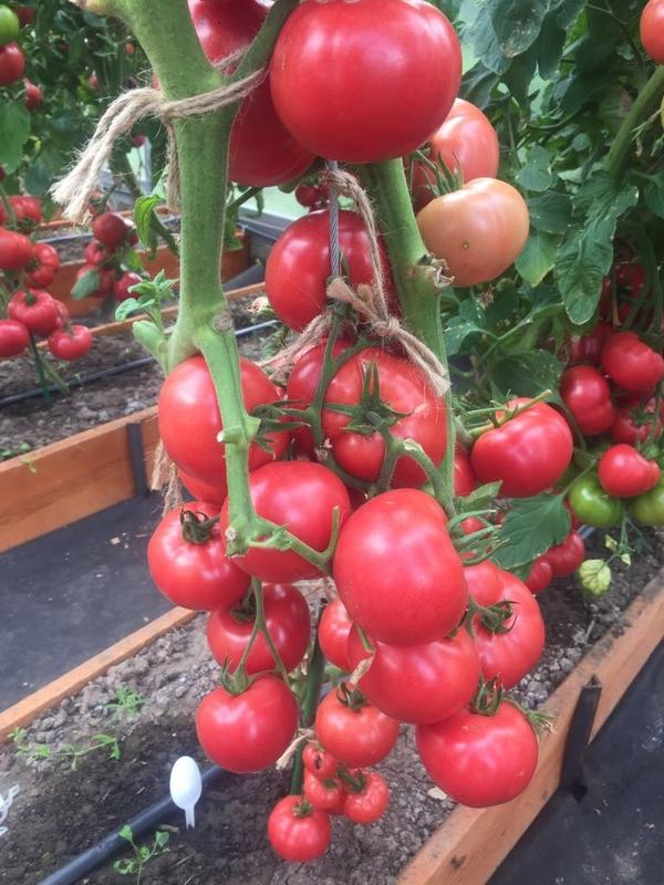 При правильной агротехнике ваши тепличные плоды будут вкусными, полезными и красивыми. Томат Фамилия F1