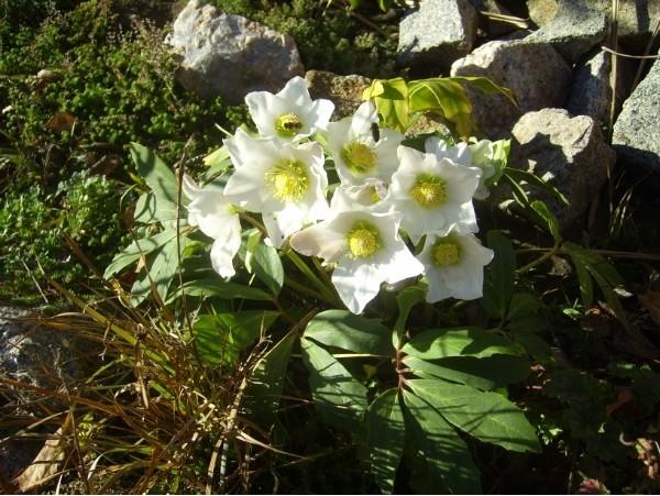 Рождественская звезда морозник