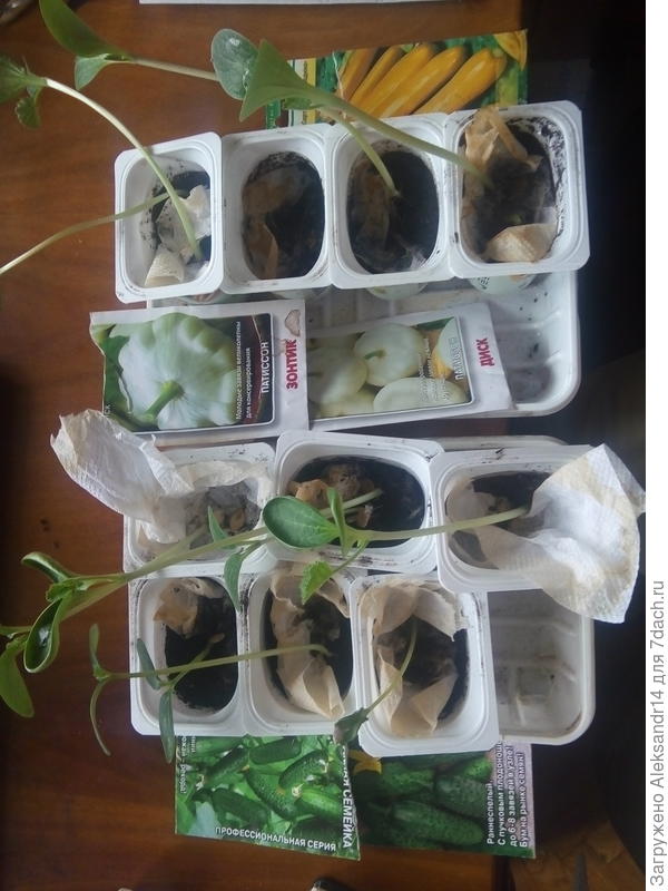 Корнипатикабачки25.06