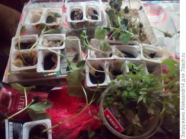 ПЕРЕЕЗД ГА ДАЧУ РАССАДЫ28.06