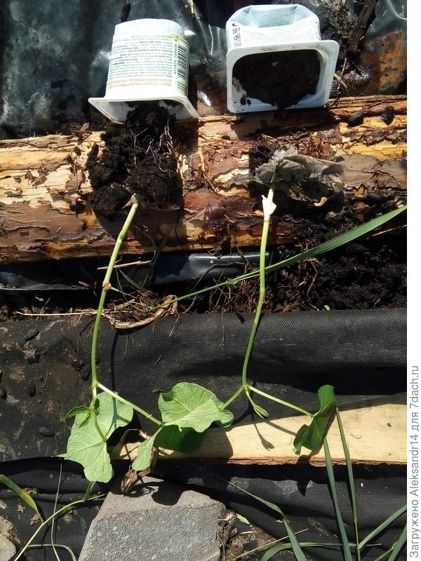 Перевалкафасоли Долматинец 2сажена28.07