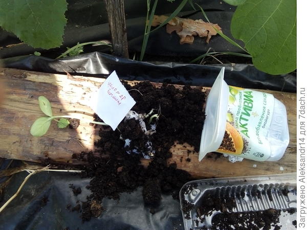 Перевалка огурца