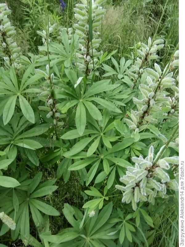 Люпин зреет30.06