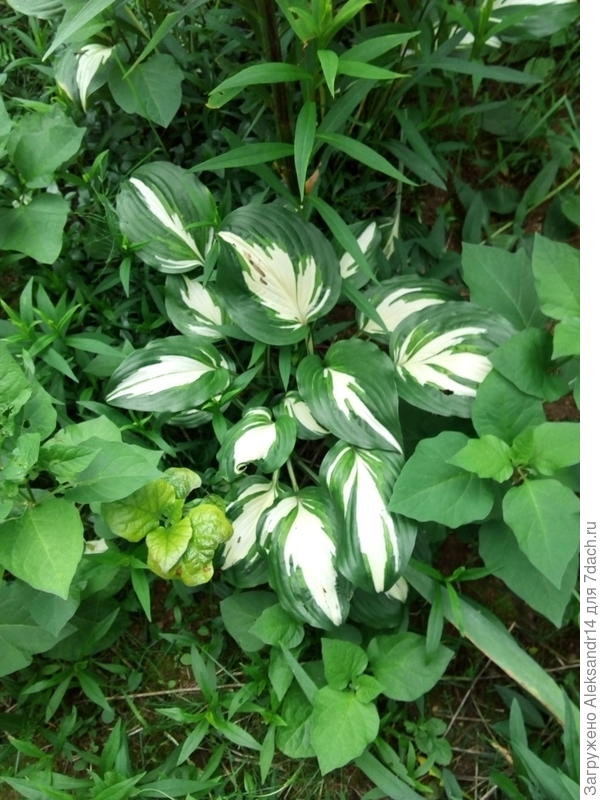 Думал листья болеют