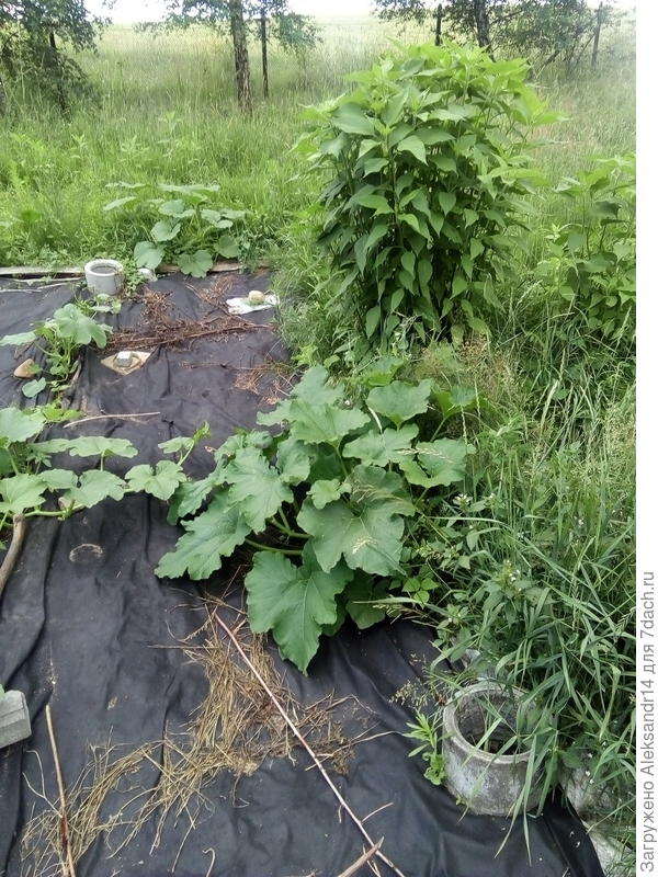 Топинамбур и Тыква30.06