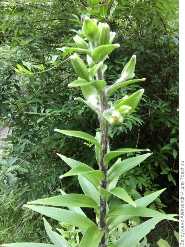 ЛилейникДача30.06