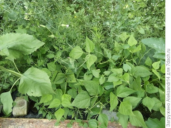 Своя фасоль 30.06