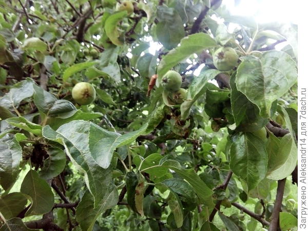 Яблоки не говорите где30.06