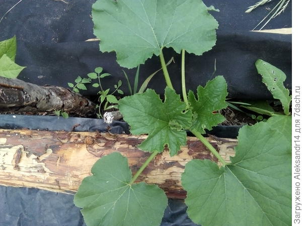 БАБА КЛАВА 30.06.2021