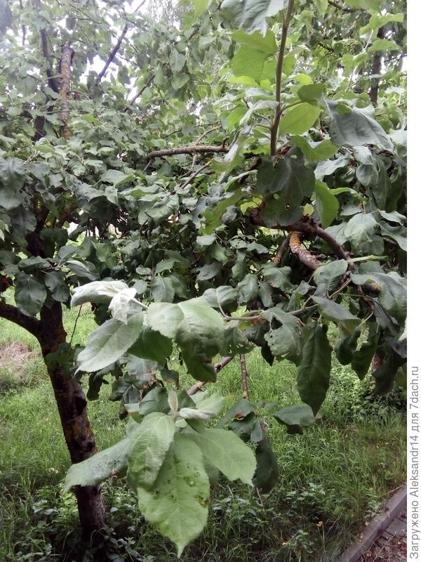 Яблоки очень много в прошлом году30.0