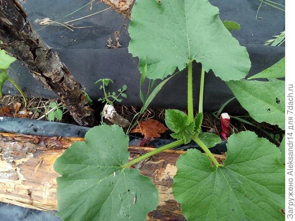 Баба Клава28.06меткасвечкастолбик