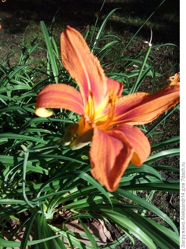 Лилейник в городе 30.06