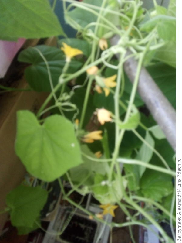 Балкон 9июля2021