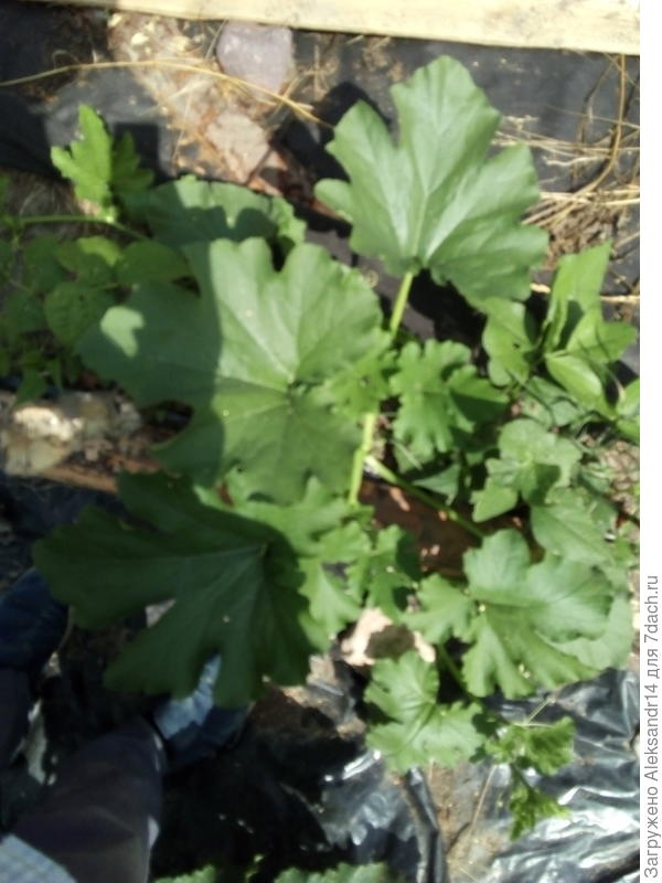 БАБА КЛАВА10 июля2021