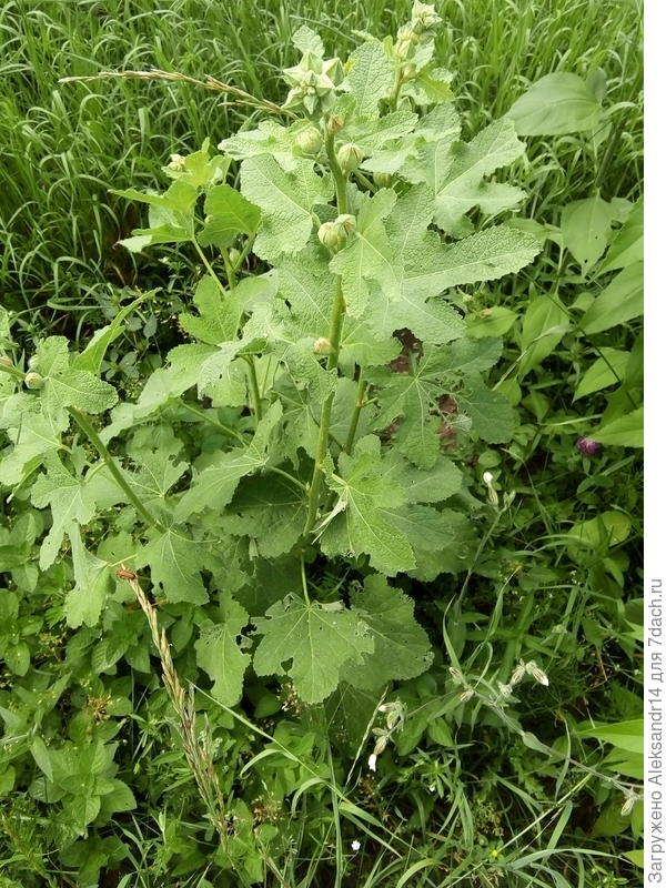 Мальва10июля2021