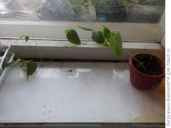 ДАЛМАТИНЕЦ НА ПОДОКОННИКЕ 10 июля