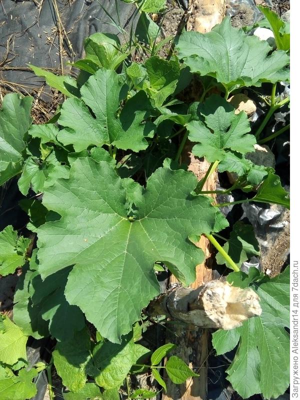 БабаКлаваКолышек12июль