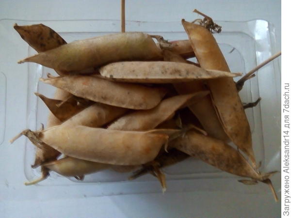 Горох готов18июль