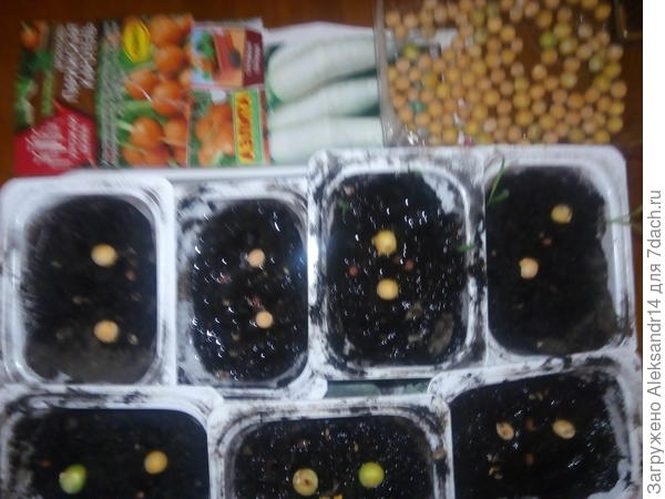 Всев по две горошины дайконины и морковный гарнир