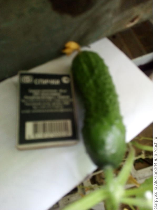 Первый огурец ветви спутаны похоже друзья приятели