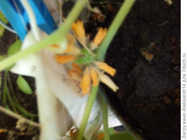 ПУЧКОВОЕ цветение мистер Бочкин