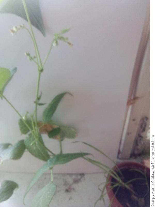 Первое августа2021 Далматинец на подоконнике цветёт