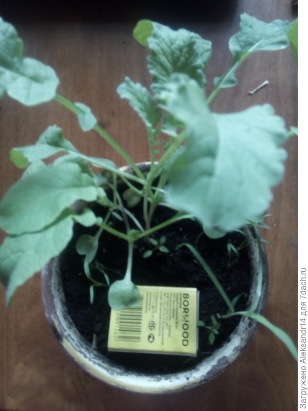 Таким вырос первый засев дайкона