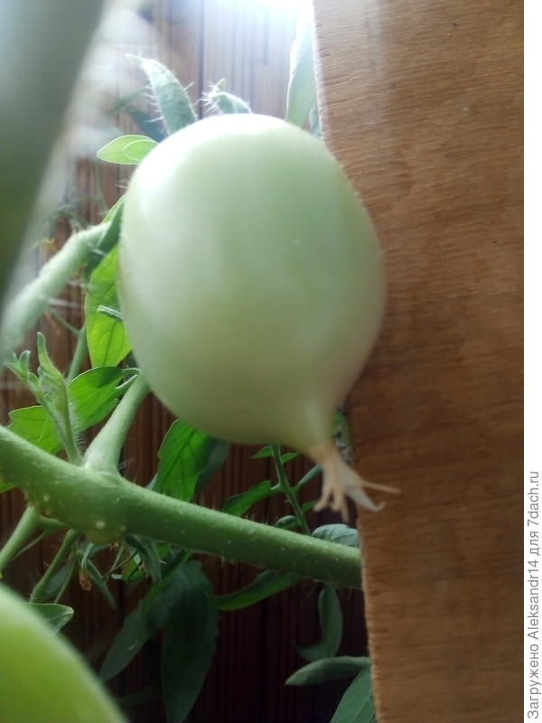 СМАЙЛИК С НОСИКОМ