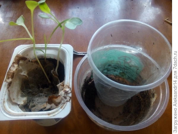 Вытянулись ростки