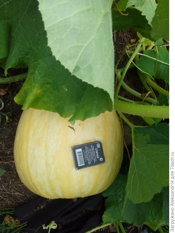 Можно собирать.Все циклы одновременно