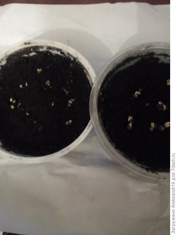 Реподайкон3йДень