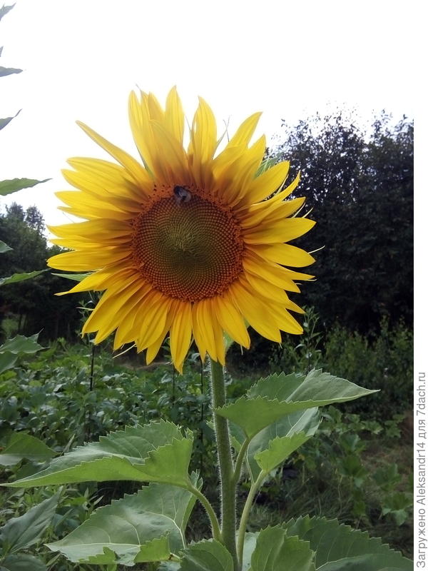 Первый подсонух