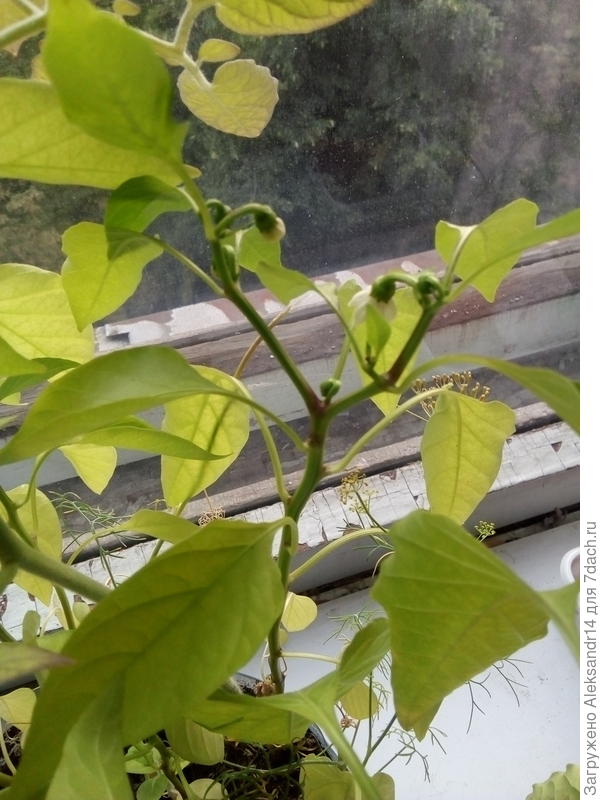 Цветение завязь