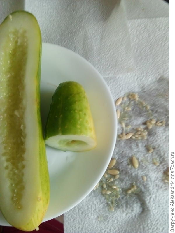 Подготовка засева