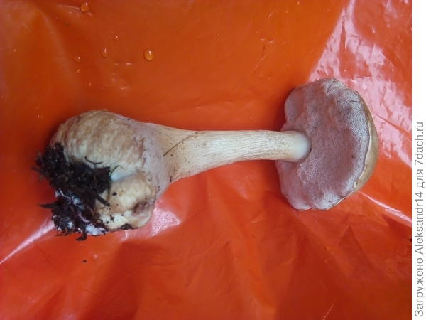 Тот же на цветном фоне