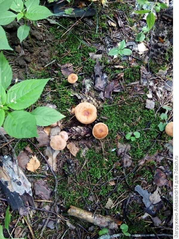 Кто то условный кобылкосвинушка?