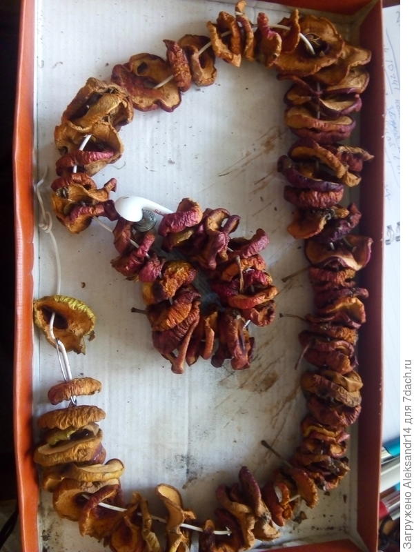 Сушености уже этого сезона