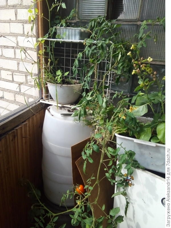 Размах крыла декоративного растния