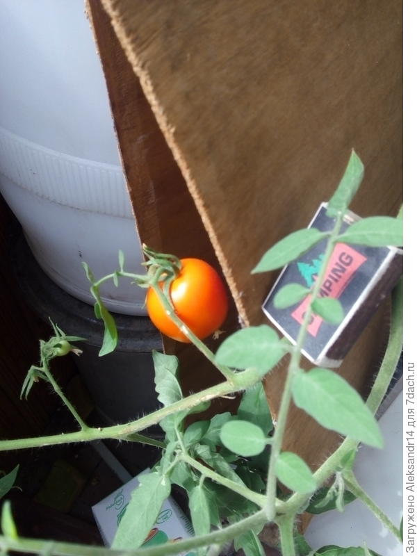 Спелый по центру