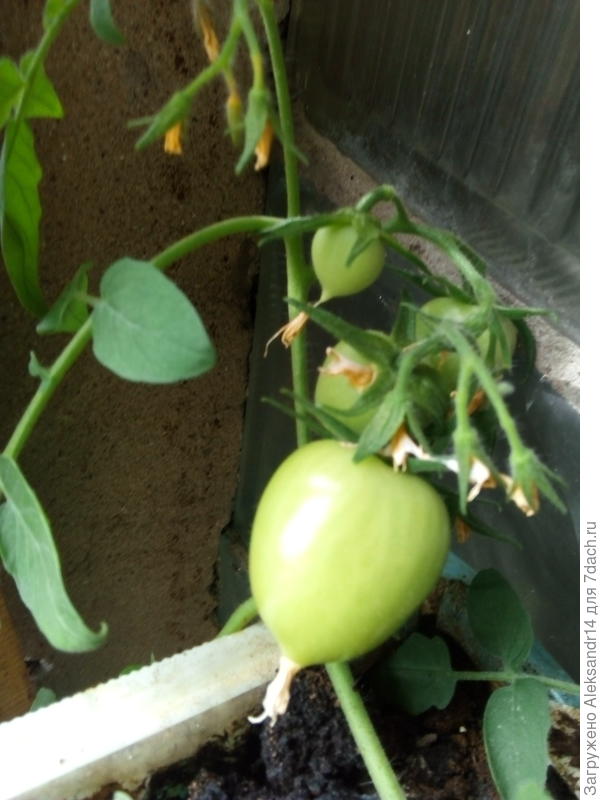 Одна гроздь по вертикали