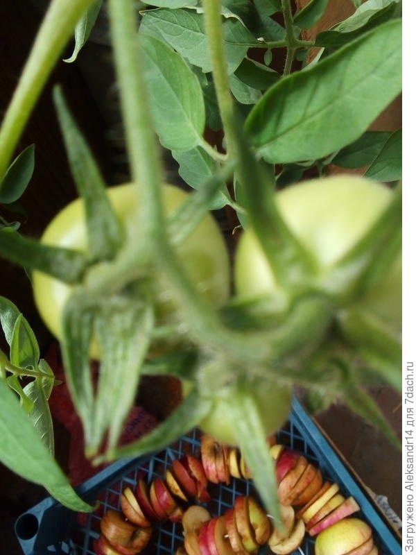 Другая нижняя гроздь