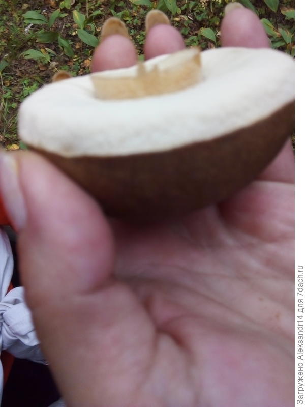 Тот случай когда нужно дгустировть