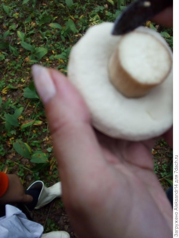 Профиль афас