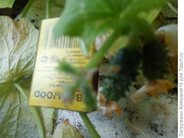 Пучкоаая завязь Спарыши